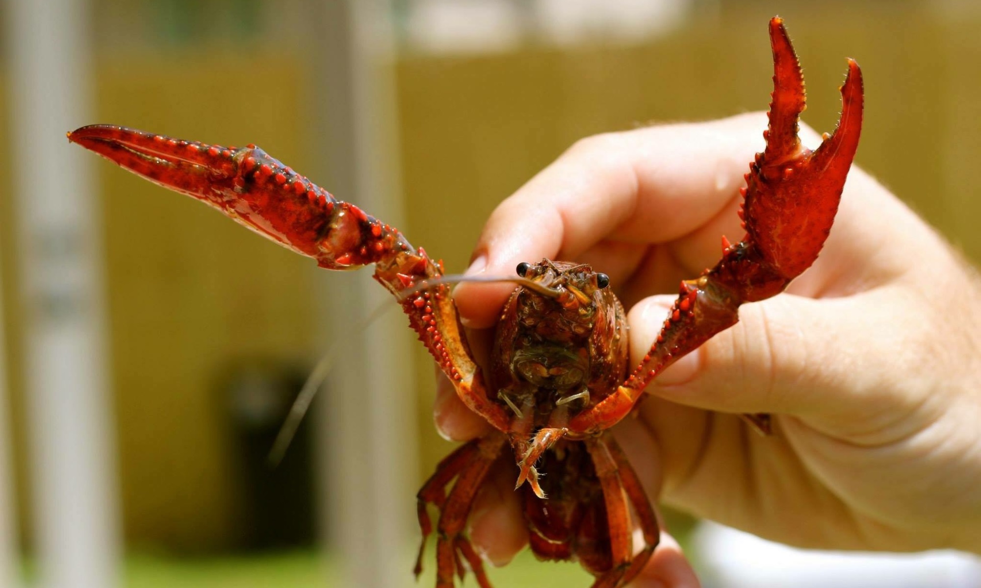 Image of a crawfish